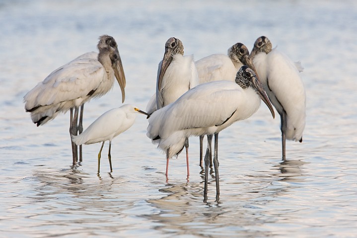 Waldstorch Mycteria americana Wood Stork